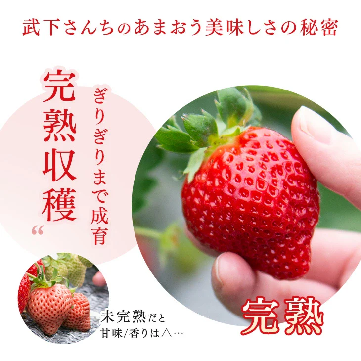 武下さんちの“完熟” あまおうジェラート 究極いちご含有率56% 6個 ギフト いちご 福岡県 大川 アイスクリーム シャーベット カップアイス 詰め合わせ 無着色 お中元 暑中見舞い プレゼント ギフト〔89600008〕 - Image 6